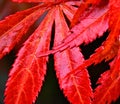 Autumn at Lynford Arboretum